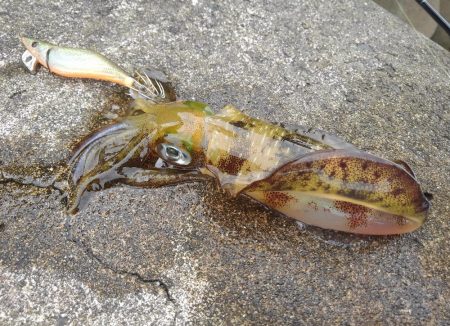 越前海岸でエギング